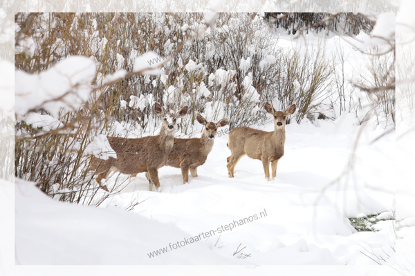 Kerst & Winter - Blanco Winter 12