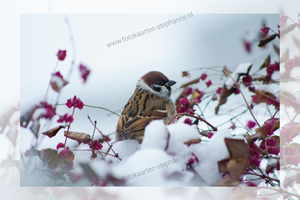 Kerst & Winter - Blanco Winter 15