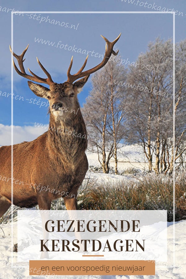 Kerst & Winter - Gezegende Kerstdagen 24