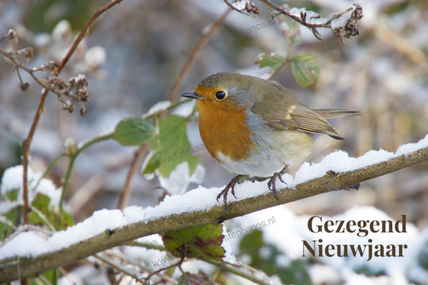 Kerst & Nieuwjaar - Gezegend Nieuwjaar 16