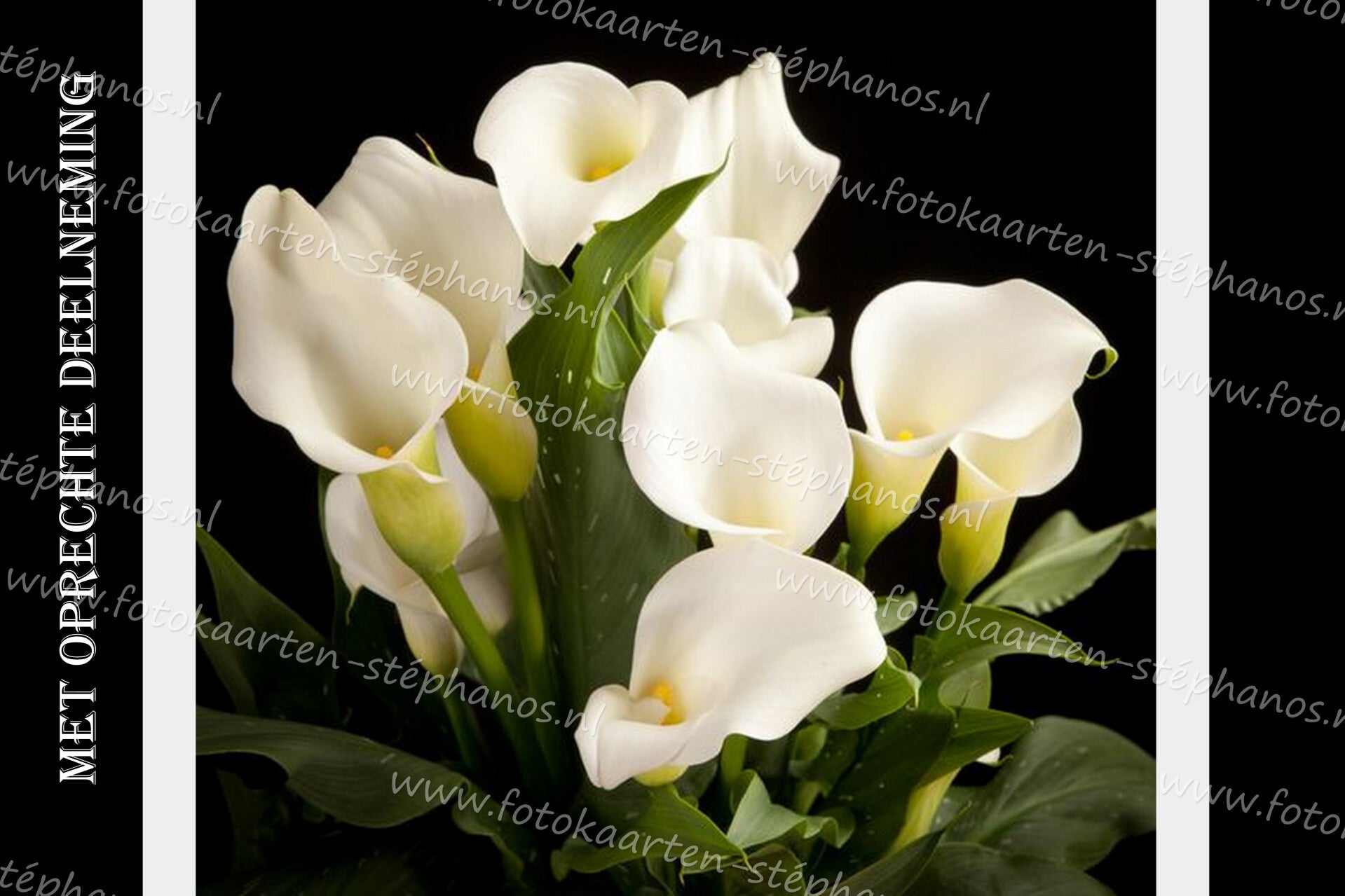 Medeleven - Oprechte deelneming 18