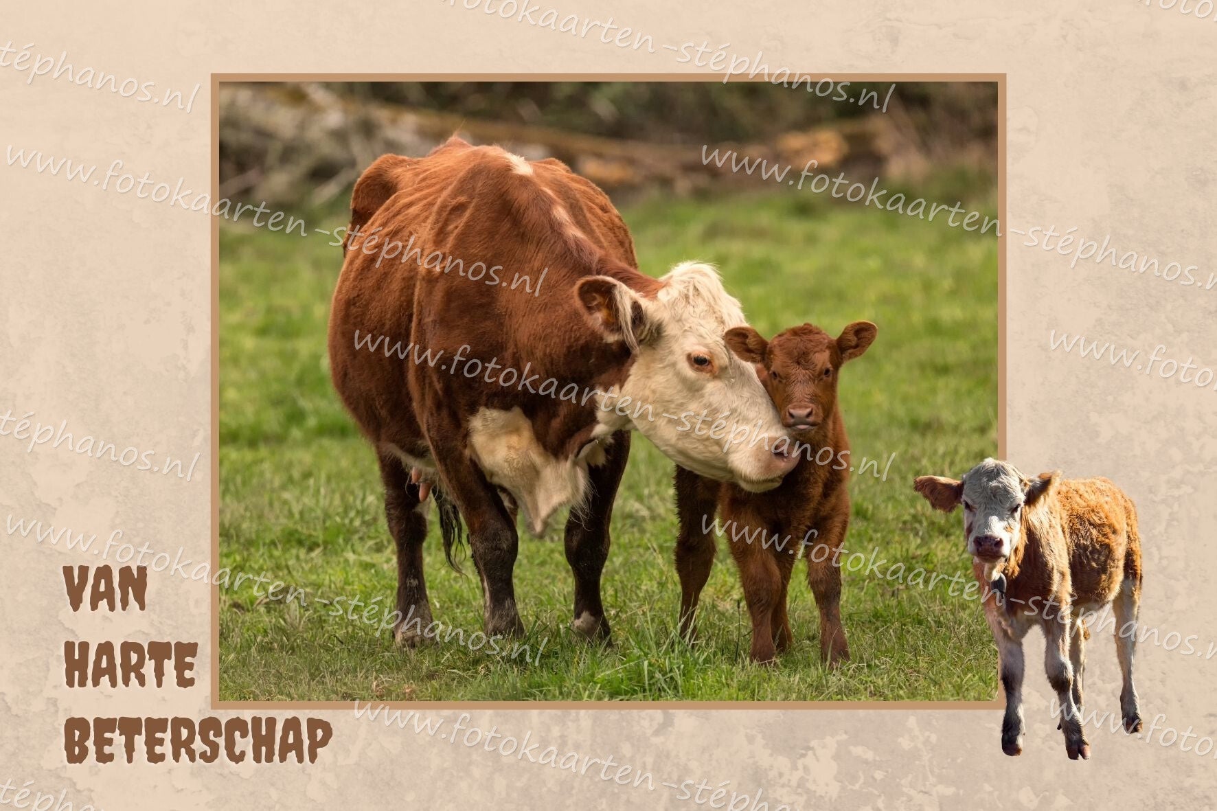 Medeleven - Beterschap 09