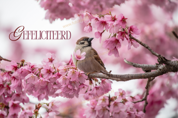 Felicitatie - Vrouw 49