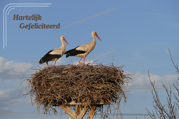 Felicitatie - Man 21