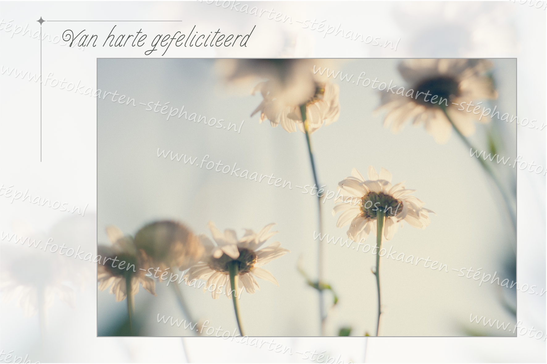 Felicitatie - Vrouw 23