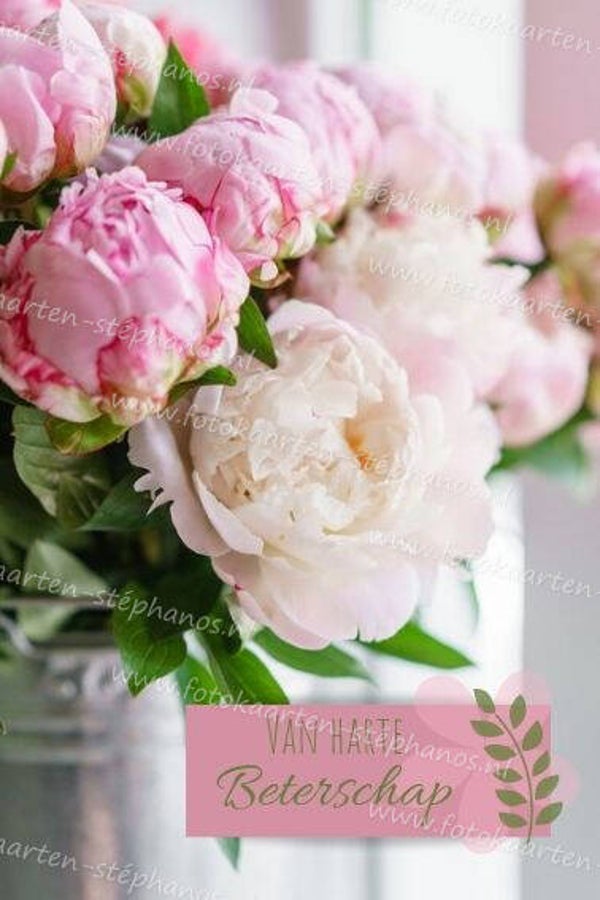 Medeleven - Beterschap 24