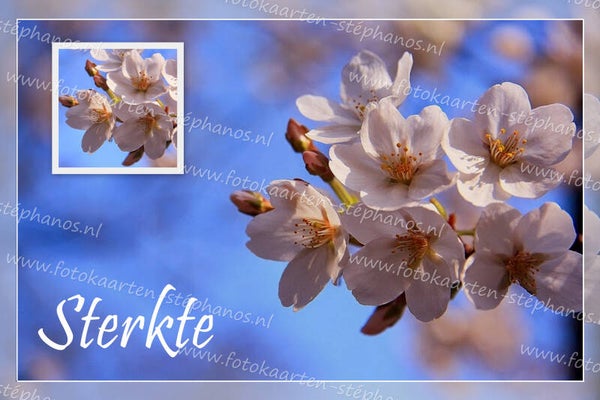 Medeleven - Sterkte 24