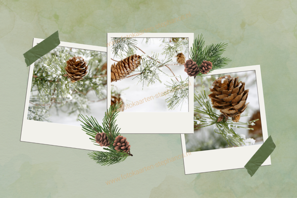 Kerst & Winter - Blanco Winter 25