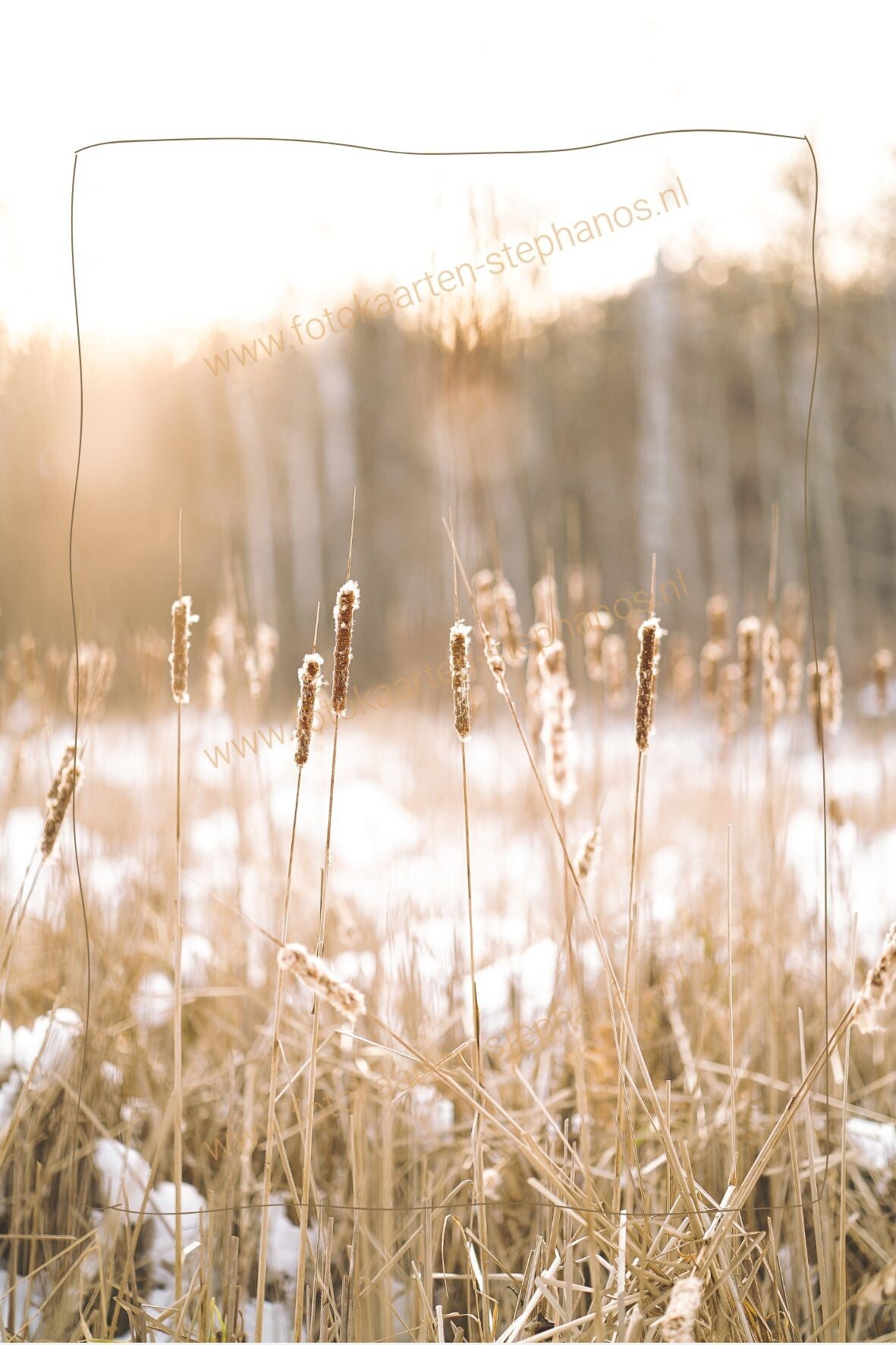 Kerst & Winter - Blanco Winter 21