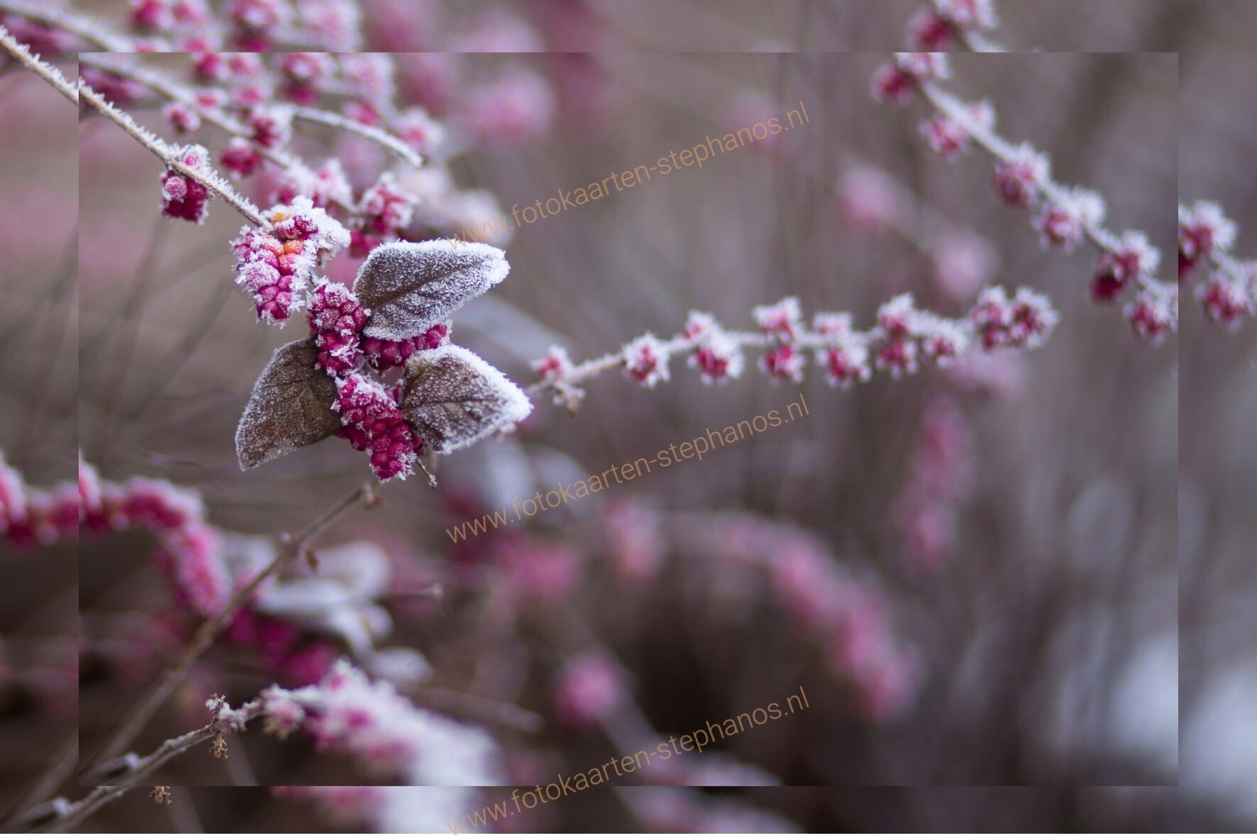 Kerst & Winter - Blanco Winter 28