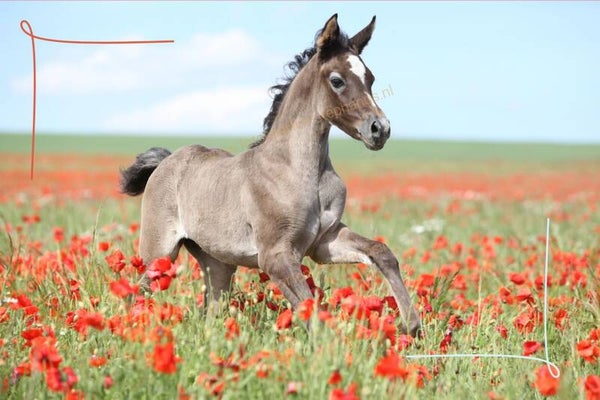 Kinderen - Blanco 28