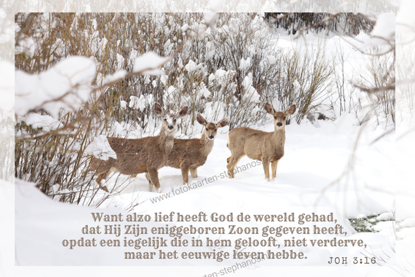 Kerst & Winter - Gezegende Kerstdagen 34