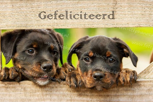 Felicitatie - Kind 09