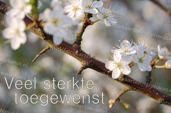 Medeleven - Sterkte 14