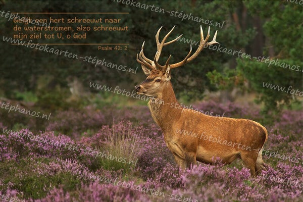 Bijbelteksten & Gedichten 08