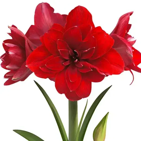 Amaryllis bol ROOD