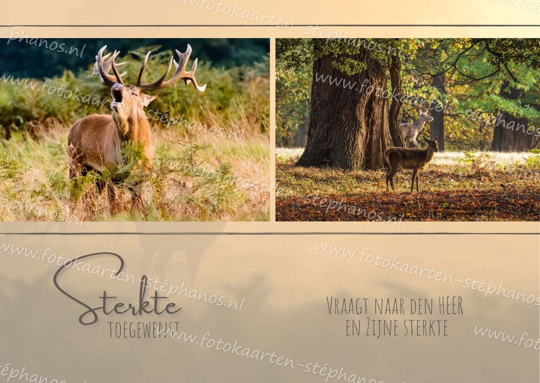 Medeleven - Sterkte 20