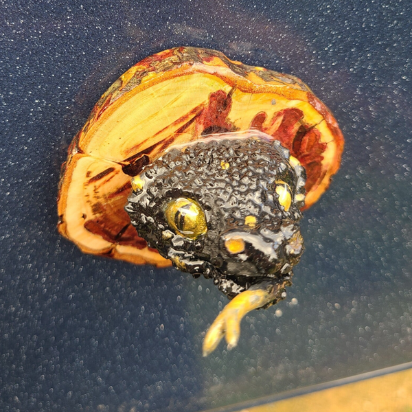 Magnet serpent  black Gold !