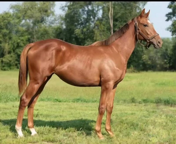 1% Share - O.G. Moondancer