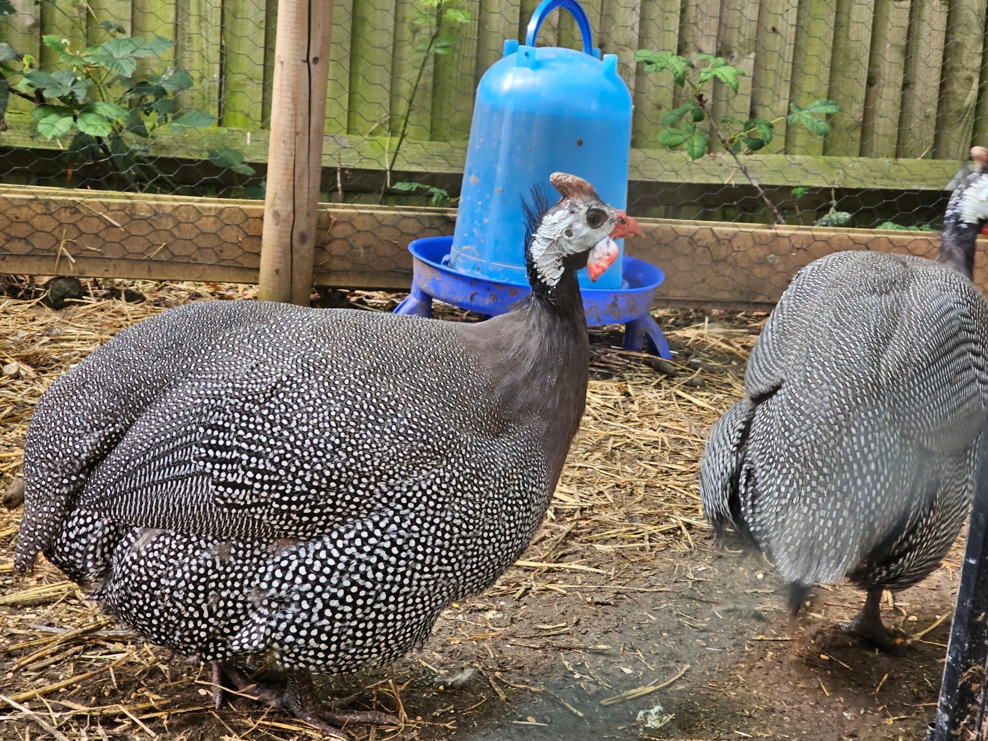 x6 Guinea Fowl Hatching Eggs