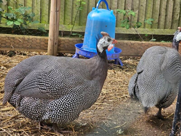 x6 Guinea Fowl Hatching Eggs