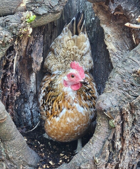 x6 'Mini Mix' Hatching Eggs