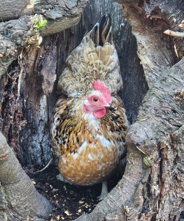 x6 'Mini Mix' Hatching Eggs