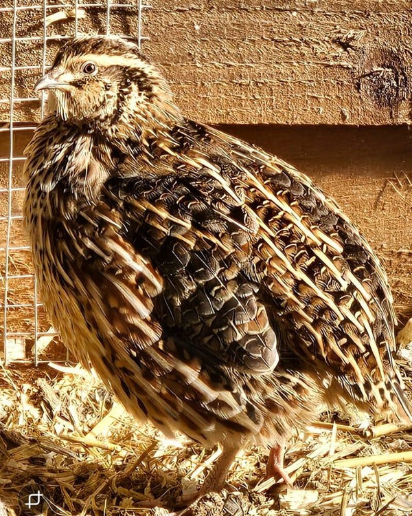 x12 Coturnix/Jumbo Quail Hatching Eggs