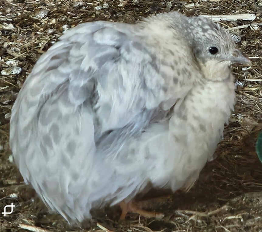 x6 Chinese Painted (Button) Quail Hatching Eggs