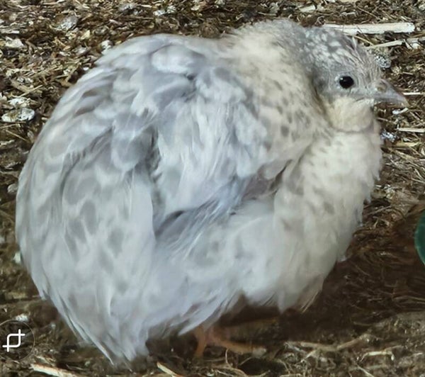 x6 Chinese Painted (Button) Quail Hatching Eggs