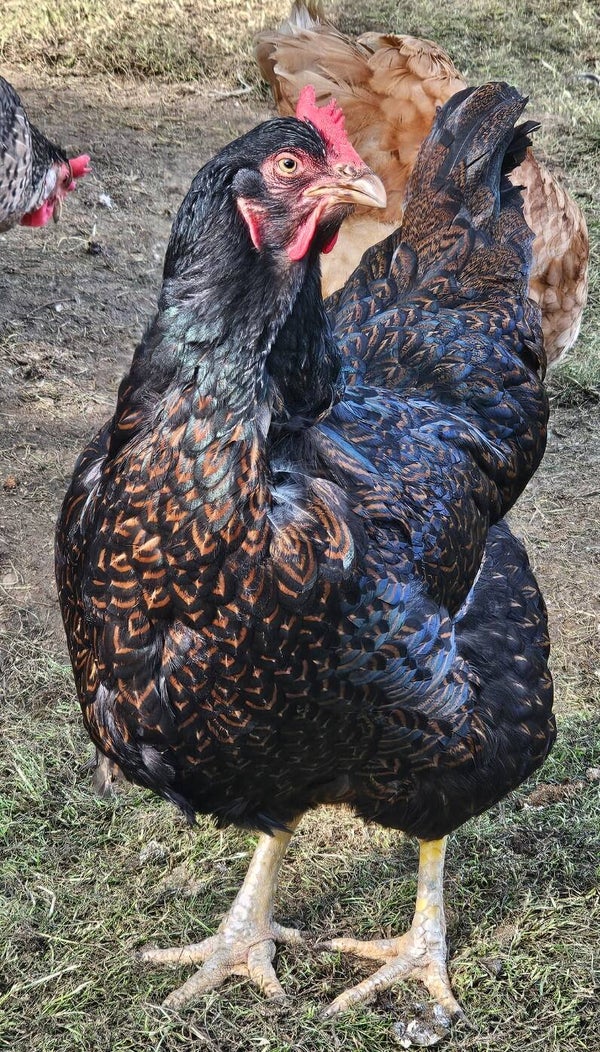 x6 'Farm Yard Mix' Chicken Hatching Eggs