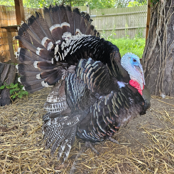 x6 Turkey Hatching Eggs