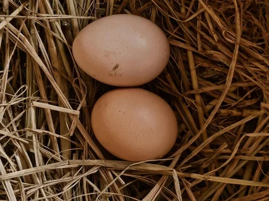 Hatching Eggs - Shipping Available