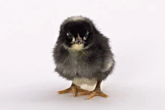 Barred rock mix rooster chicks new hatch-1-3 days old