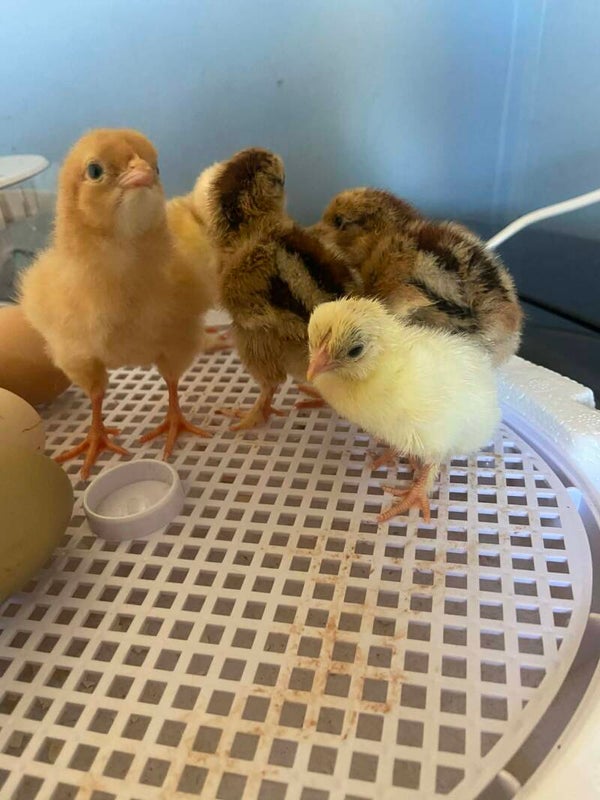 Barnyard Mix 1-3 days old hens