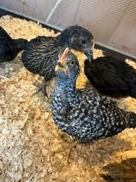 Black & White 1-2 week old Roosters