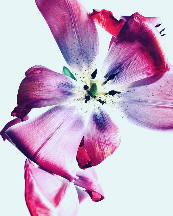 Tulipa gesneriana 2