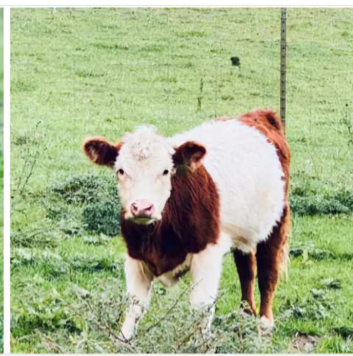 Highland Cows & Crosses | Pilot Knob Mini Farm