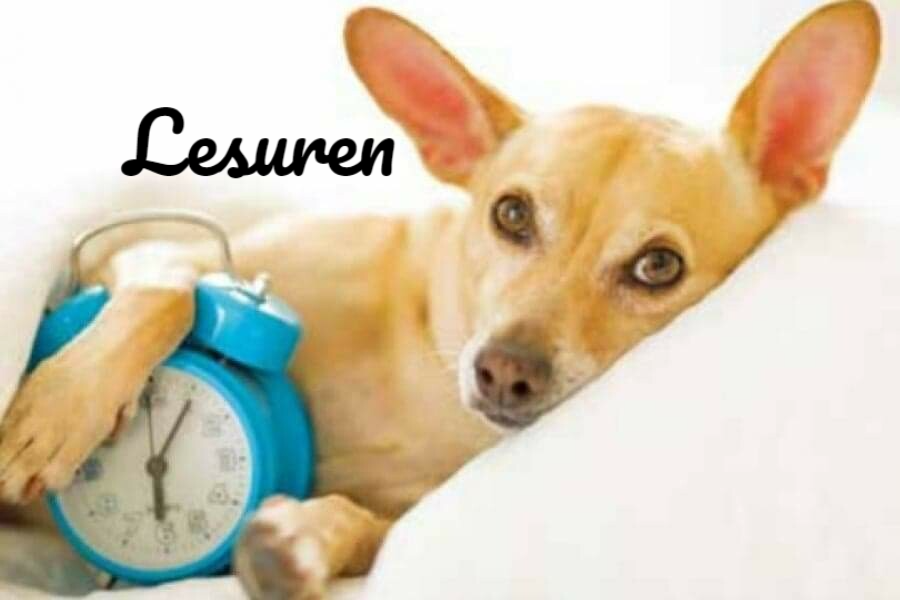 Hondenschool Herleving Geraardsbergen