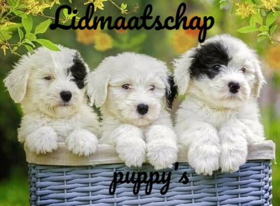 Hondenschool Herleving Geraardsbergen