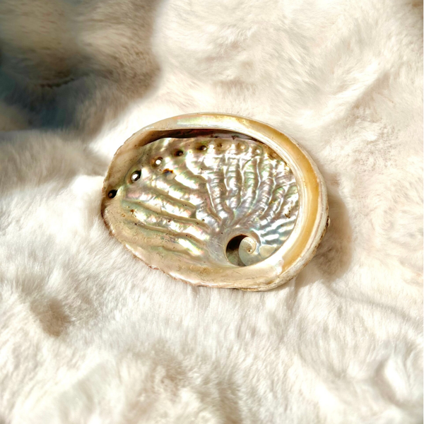 Abalone schelp