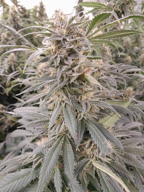 Jelly Doughnutz Flower