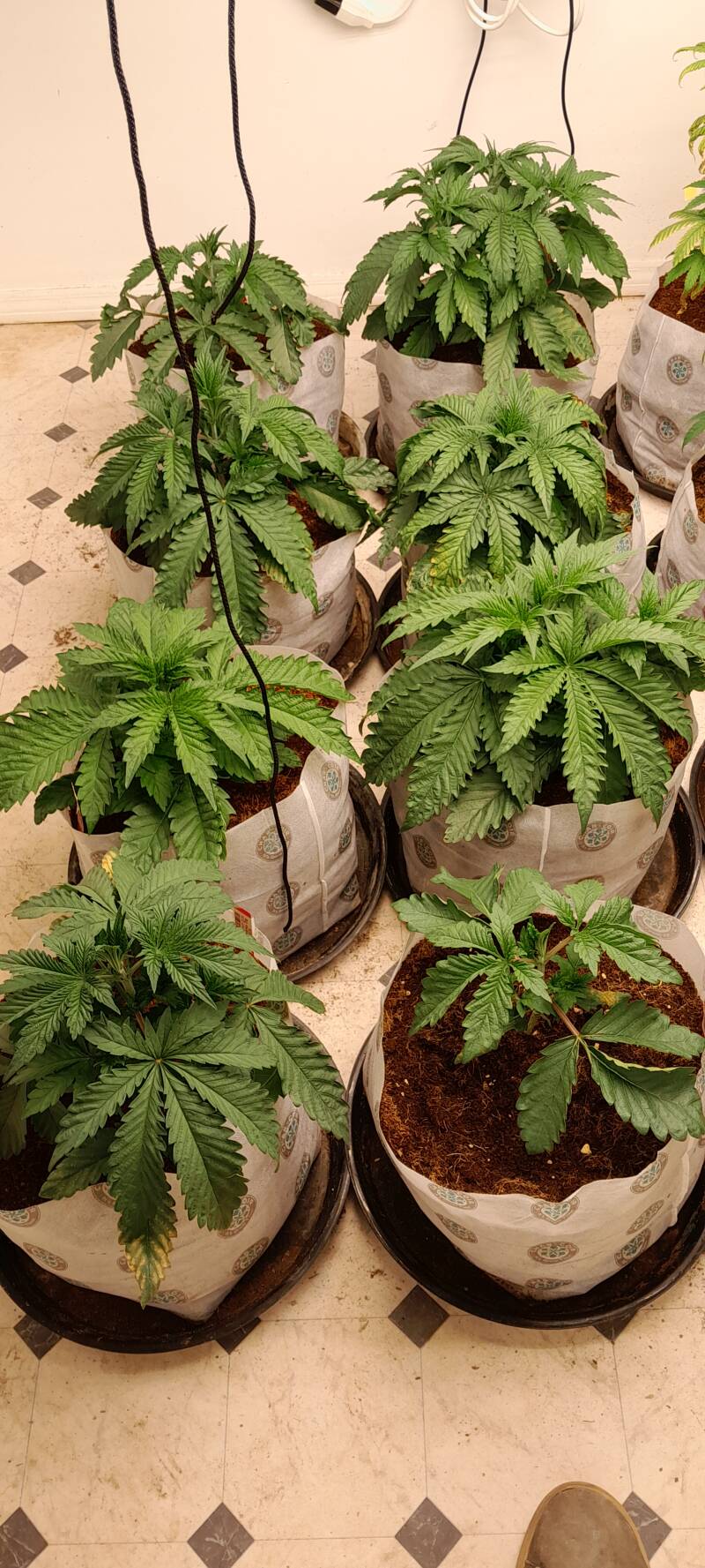 Triploid seedlings