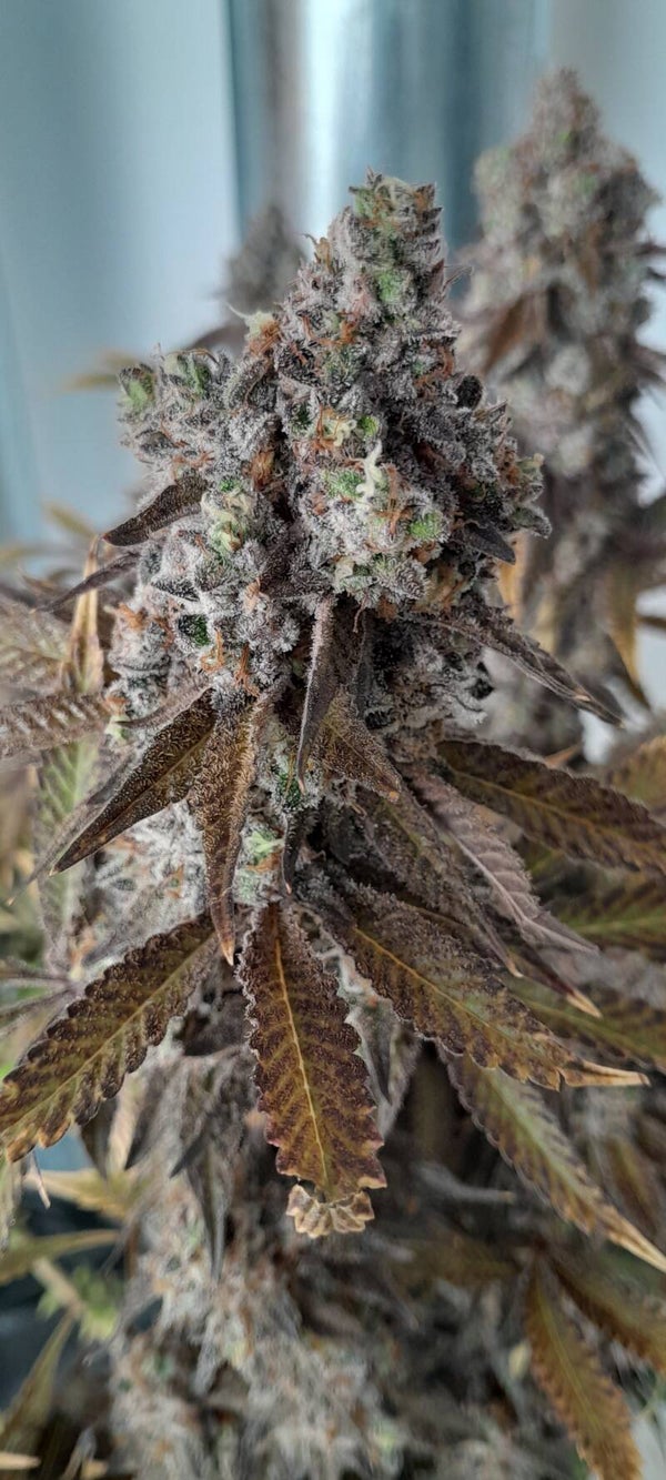 Godfather OG Flower