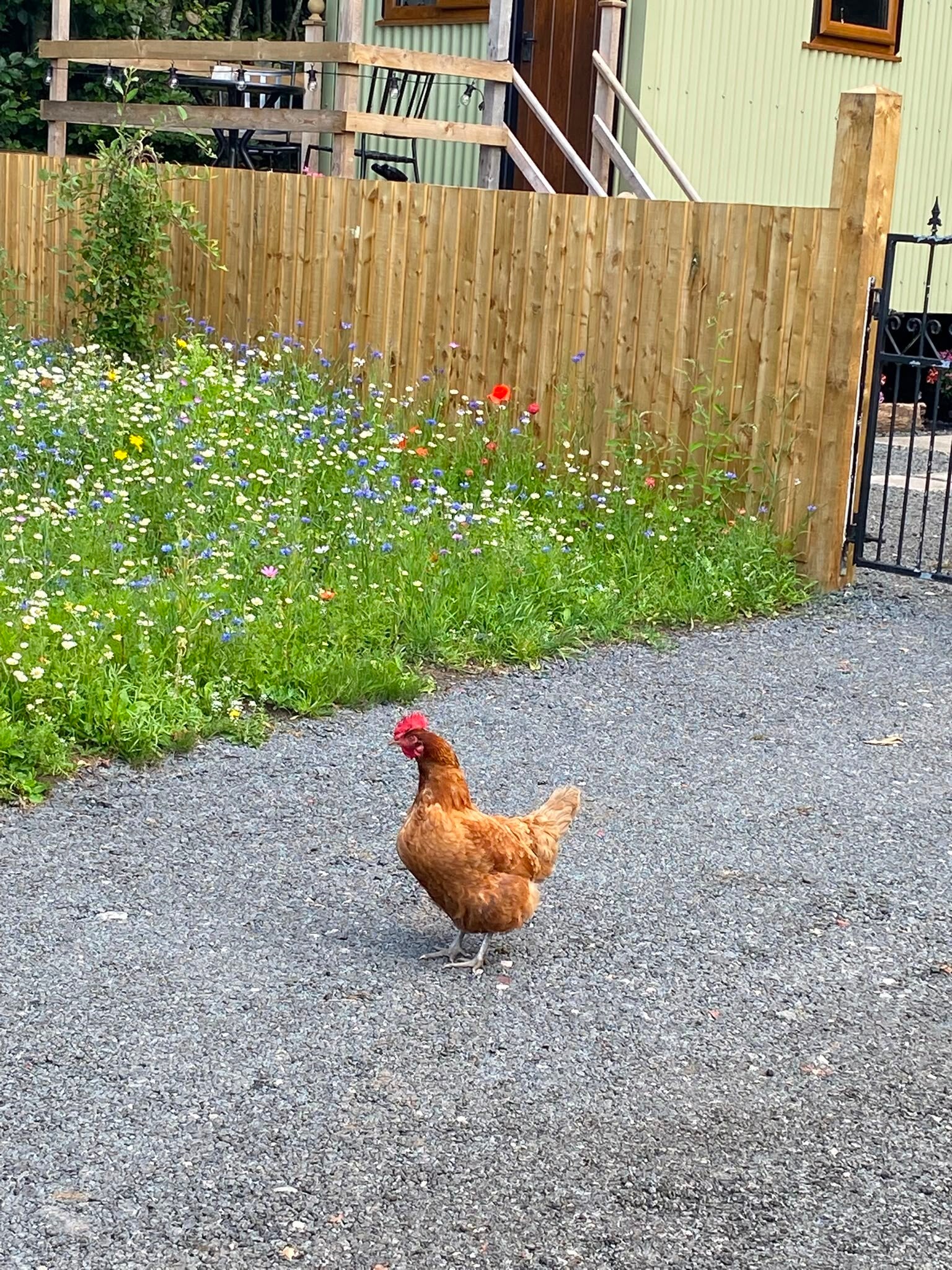 bob-phone-chicken-standard.jpg