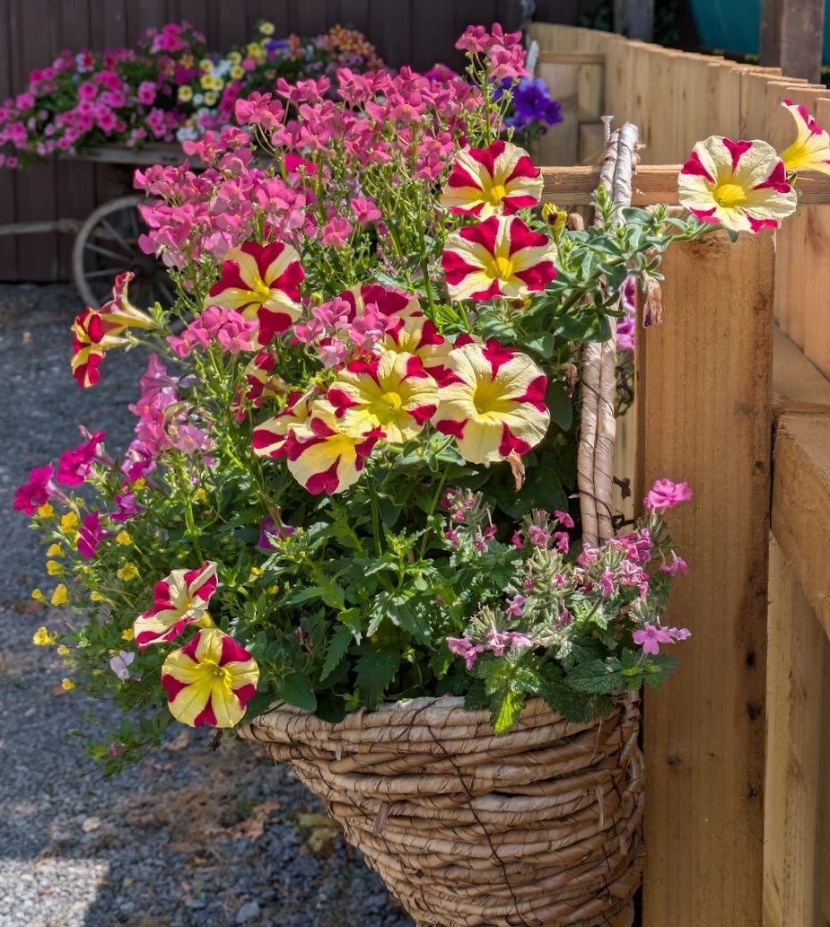 willowgarden2-standard-5m0e87.jpg