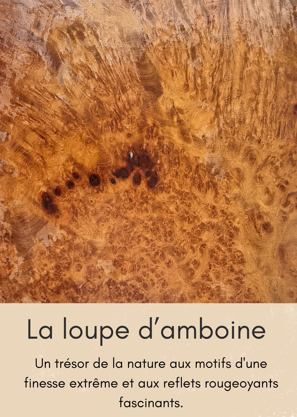 un-bois-clair-aux-nombreuses-mouchetures-21-standard.png