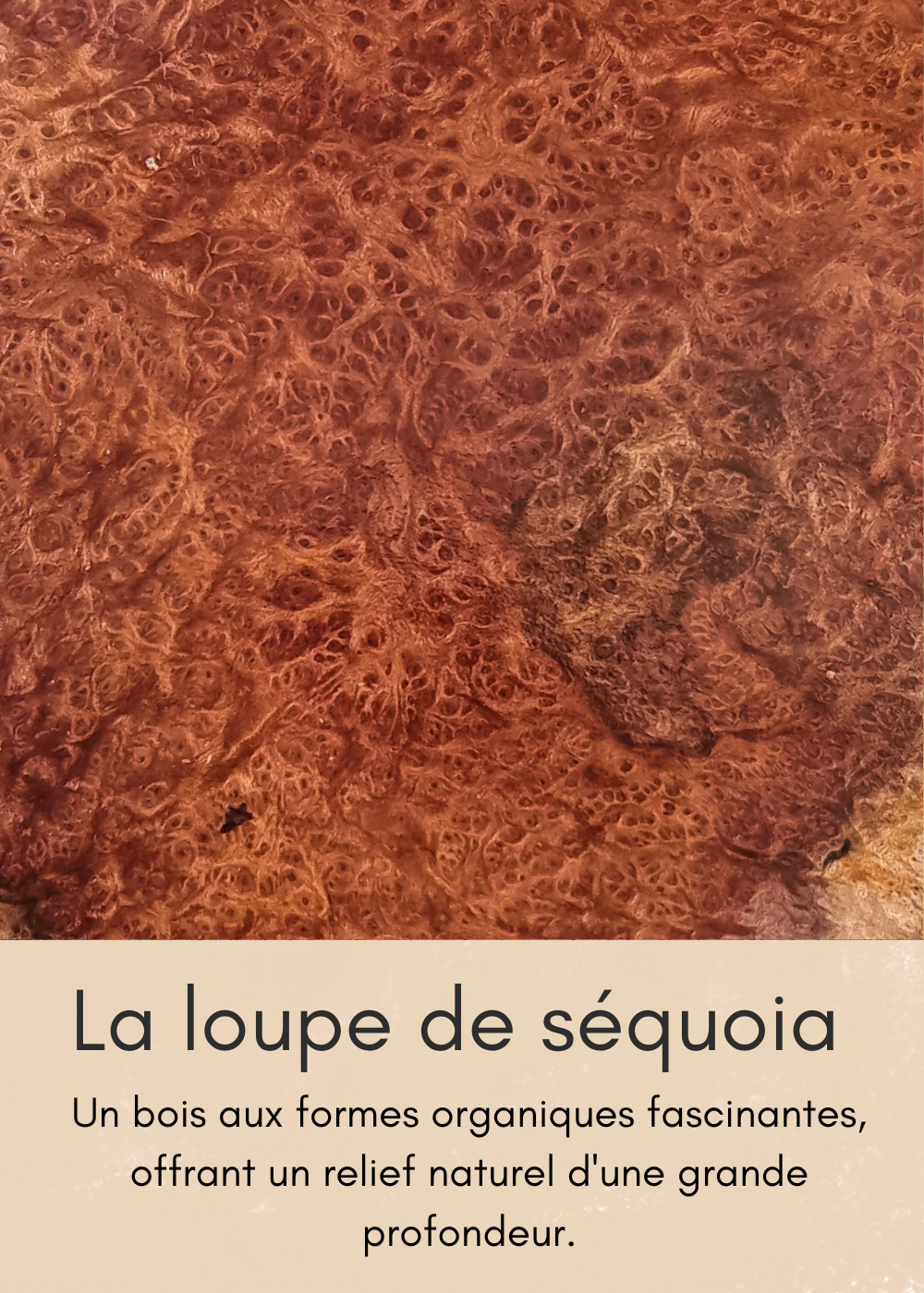 un-bois-clair-aux-nombreuses-mouchetures-8-standard.png
