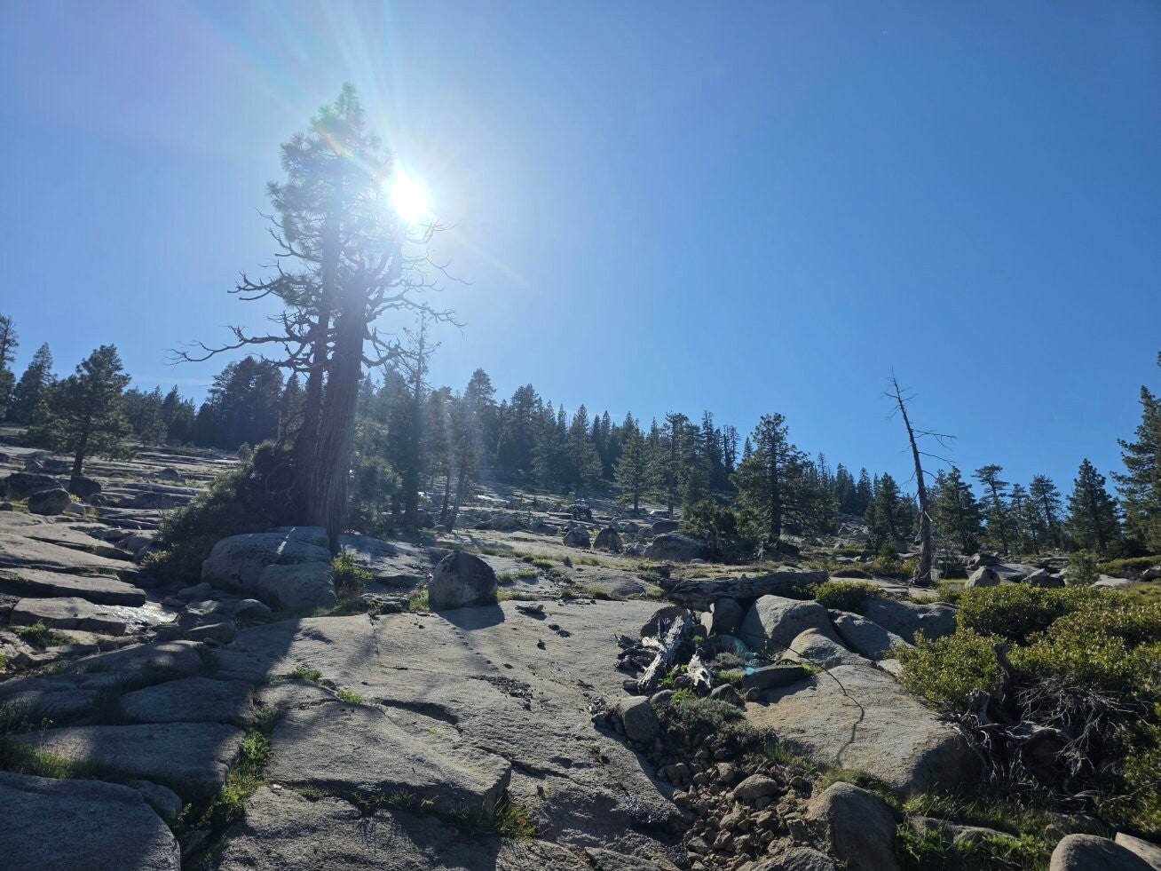 High-country pines on the trail