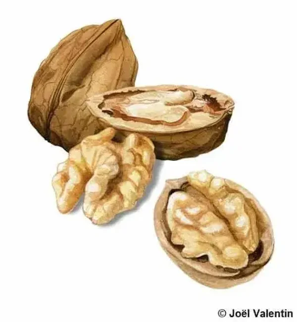 Noix